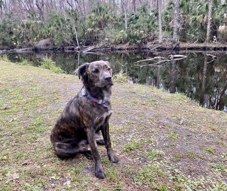 Zeta, an American Pit Bull Terrier and American Staffordshire Terrier mix tested with EmbarkVet.com