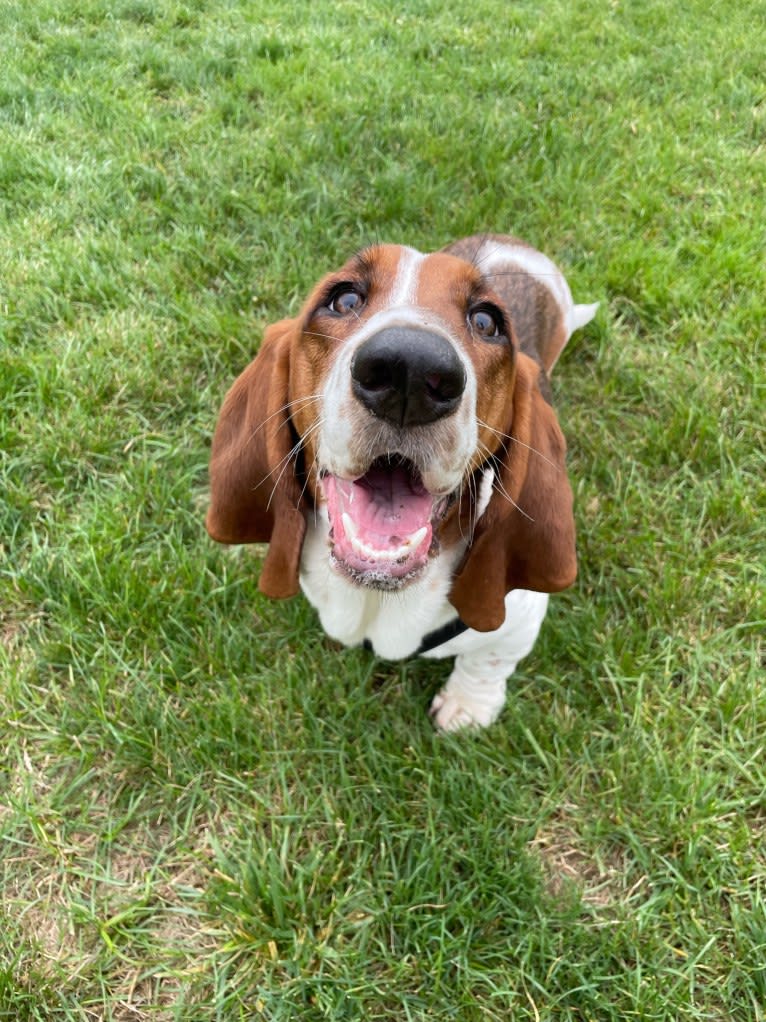 Zoey, a Basset Hound tested with EmbarkVet.com