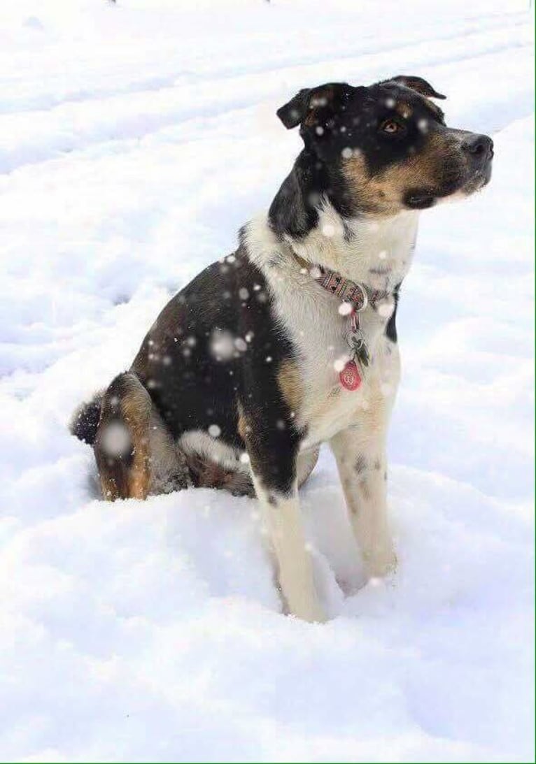 Gypsy, a Siberian Husky and American Pit Bull Terrier mix tested with EmbarkVet.com