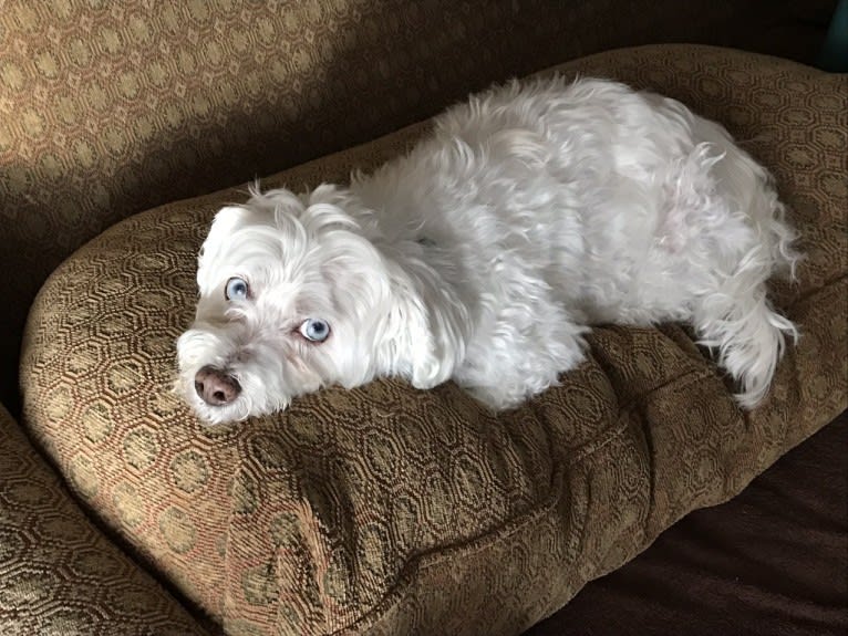 Simon Mose Bright, a Lhasa Apso and Bichon Frise mix tested with EmbarkVet.com