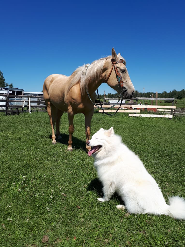 Polar, a Samoyed and Norwegian Elkhound mix tested with EmbarkVet.com