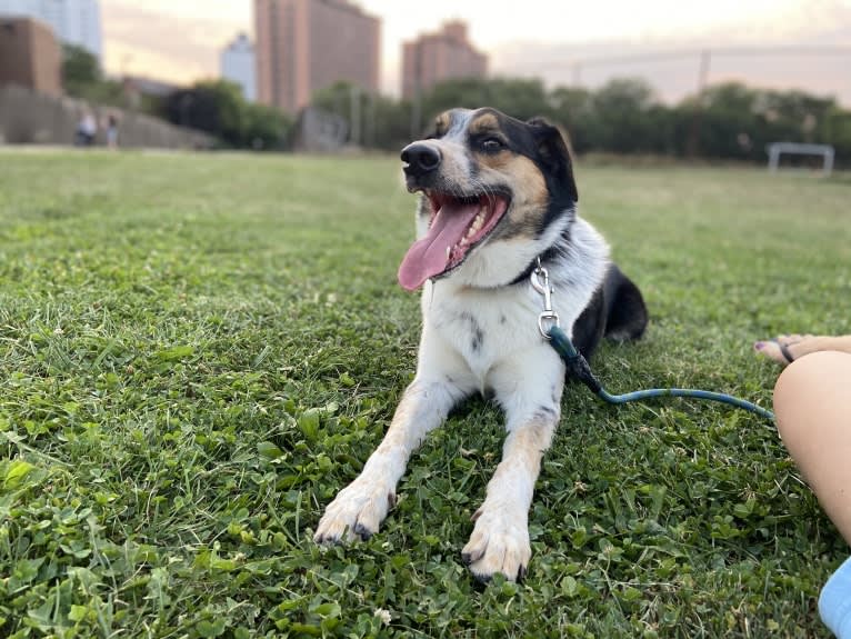 Rory, an Australian Shepherd and Australian Cattle Dog mix tested with EmbarkVet.com