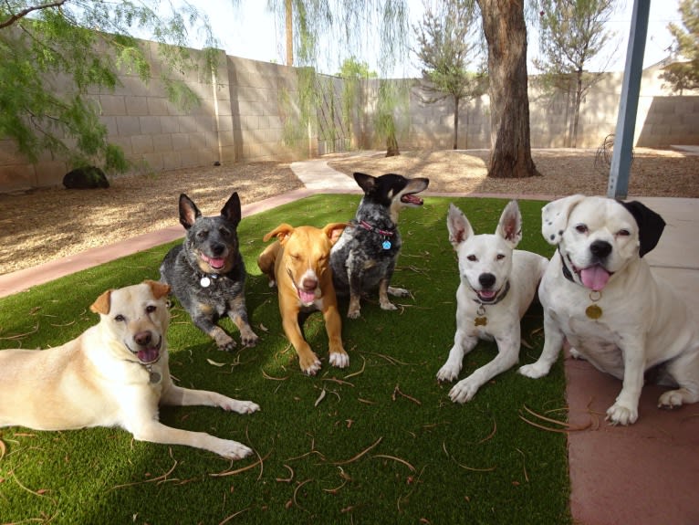 Doc, a Chihuahua and American Pit Bull Terrier mix tested with EmbarkVet.com