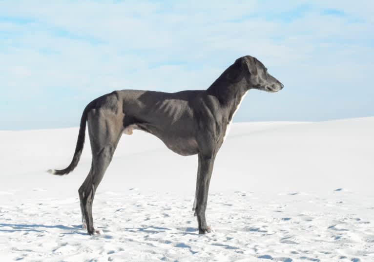 Xanadu Farms Usaden, an Azawakh tested with EmbarkVet.com