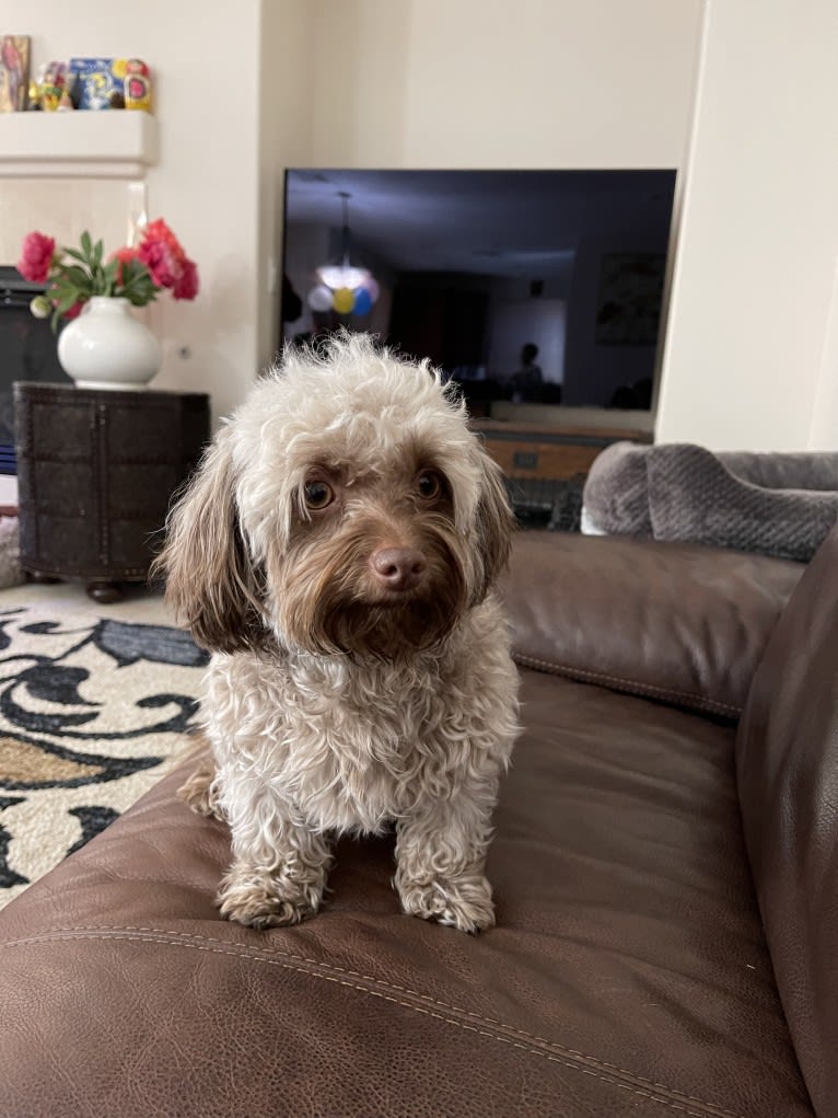 Coco, a Havanese tested with EmbarkVet.com