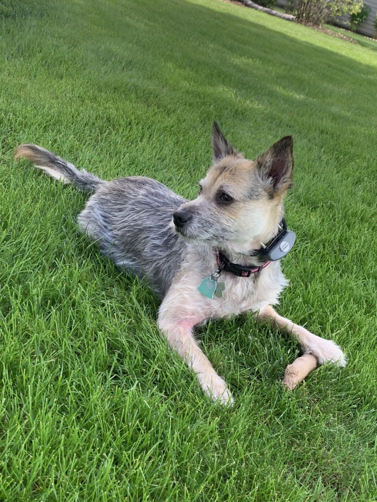 Macey, an Australian Cattle Dog and Chihuahua mix tested with EmbarkVet.com