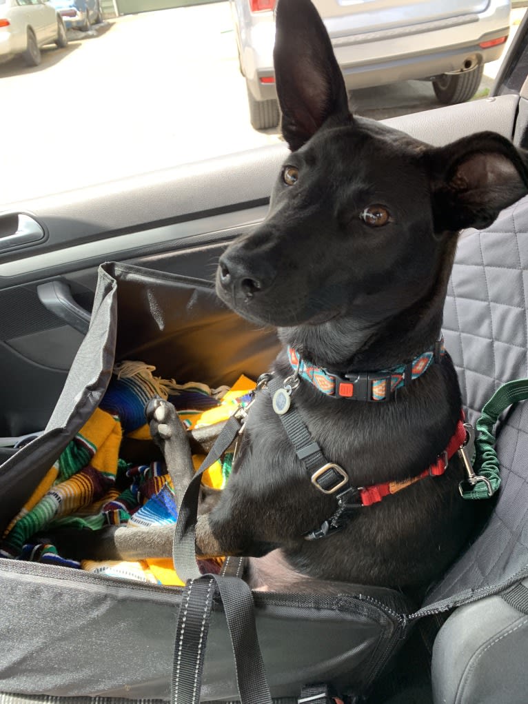 Remy Mordechai, a Formosan Mountain Dog tested with EmbarkVet.com