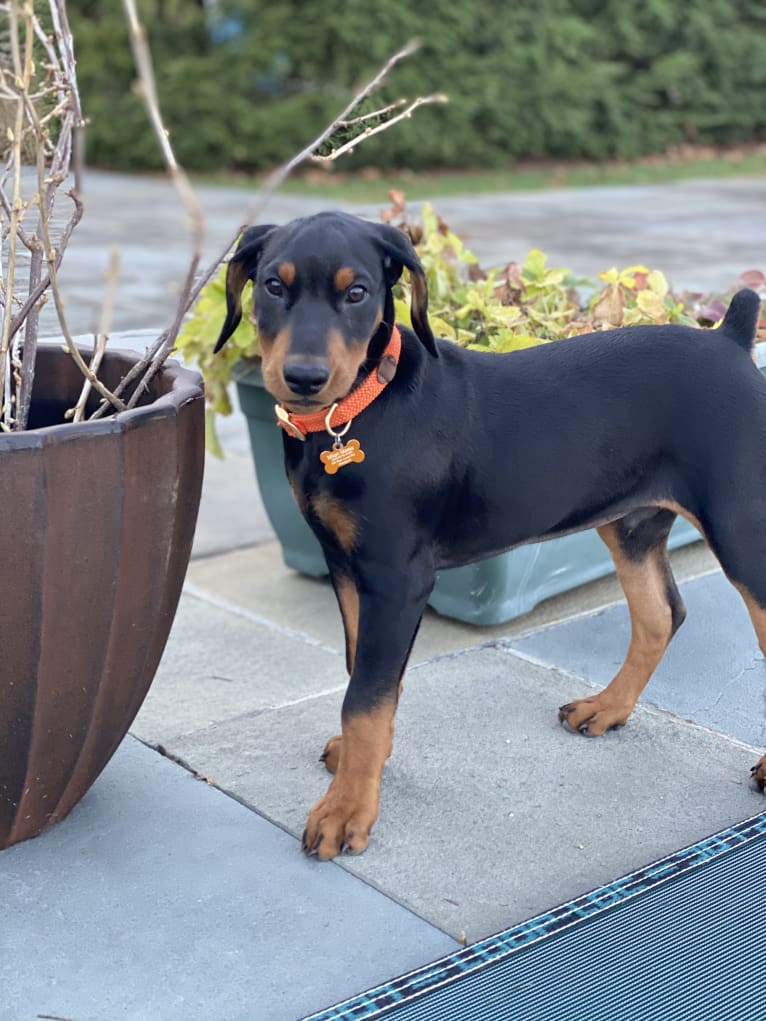 Milan Masia, a German Pinscher tested with EmbarkVet.com