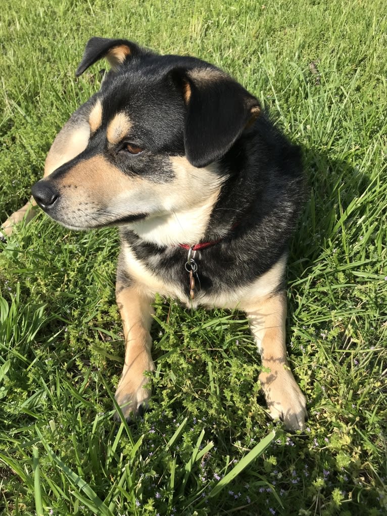 Link, a Rat Terrier and Chow Chow mix tested with EmbarkVet.com