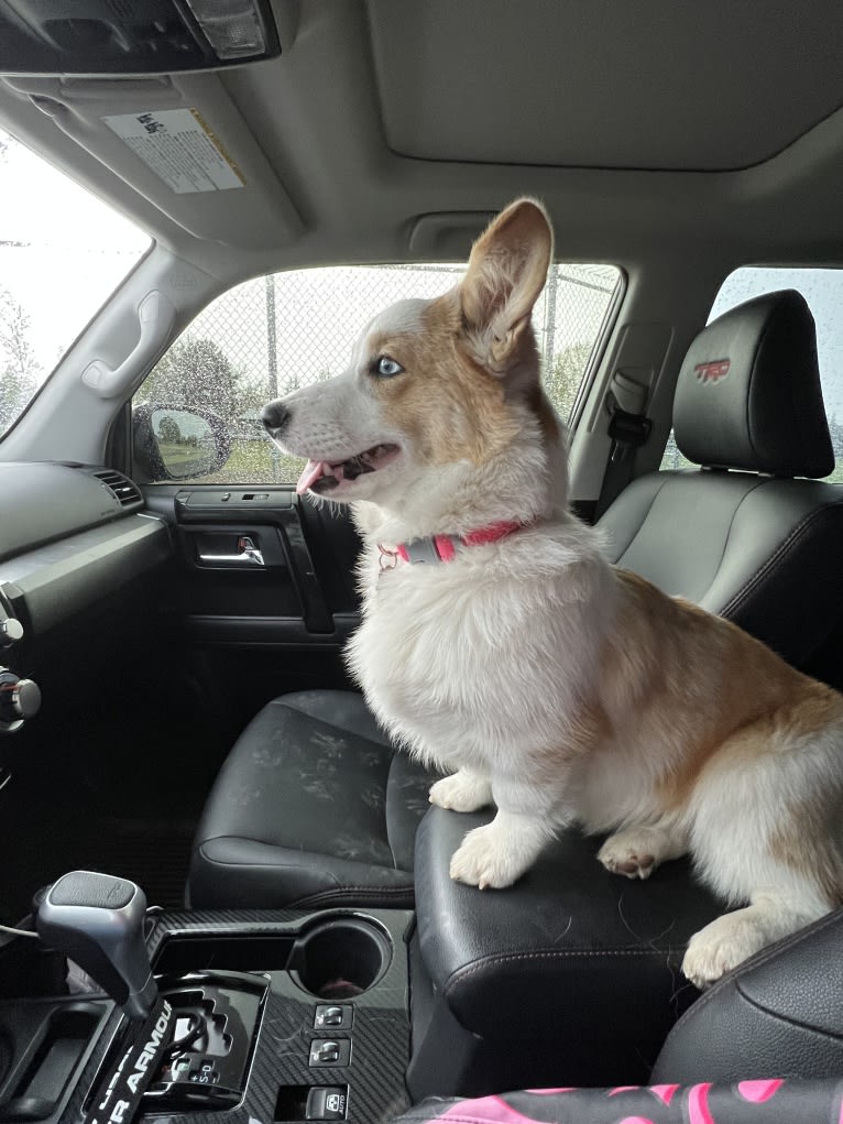 Sable, a Pembroke Welsh Corgi tested with EmbarkVet.com