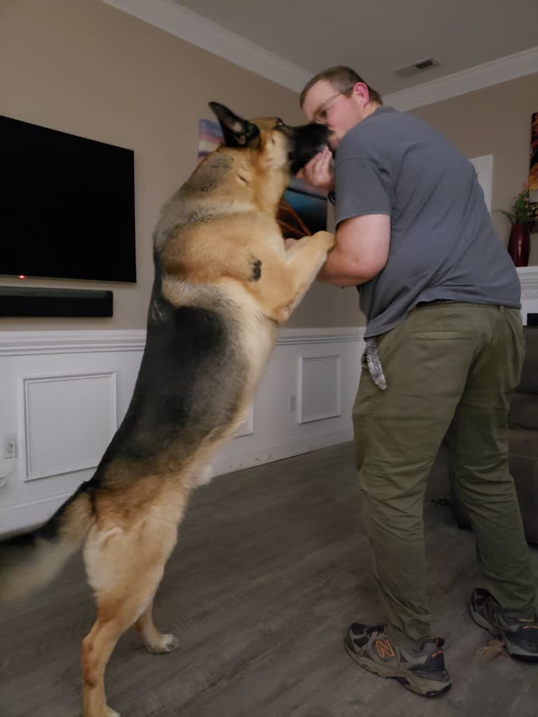 Jacob, a German Shepherd Dog tested with EmbarkVet.com