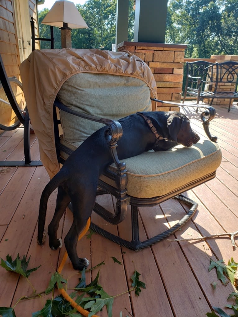 Ollie Milazzo, an American Foxhound and German Shorthaired Pointer mix tested with EmbarkVet.com