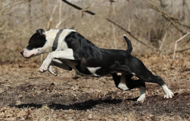 Tuxedo, a Perro de Presa Canario tested with EmbarkVet.com