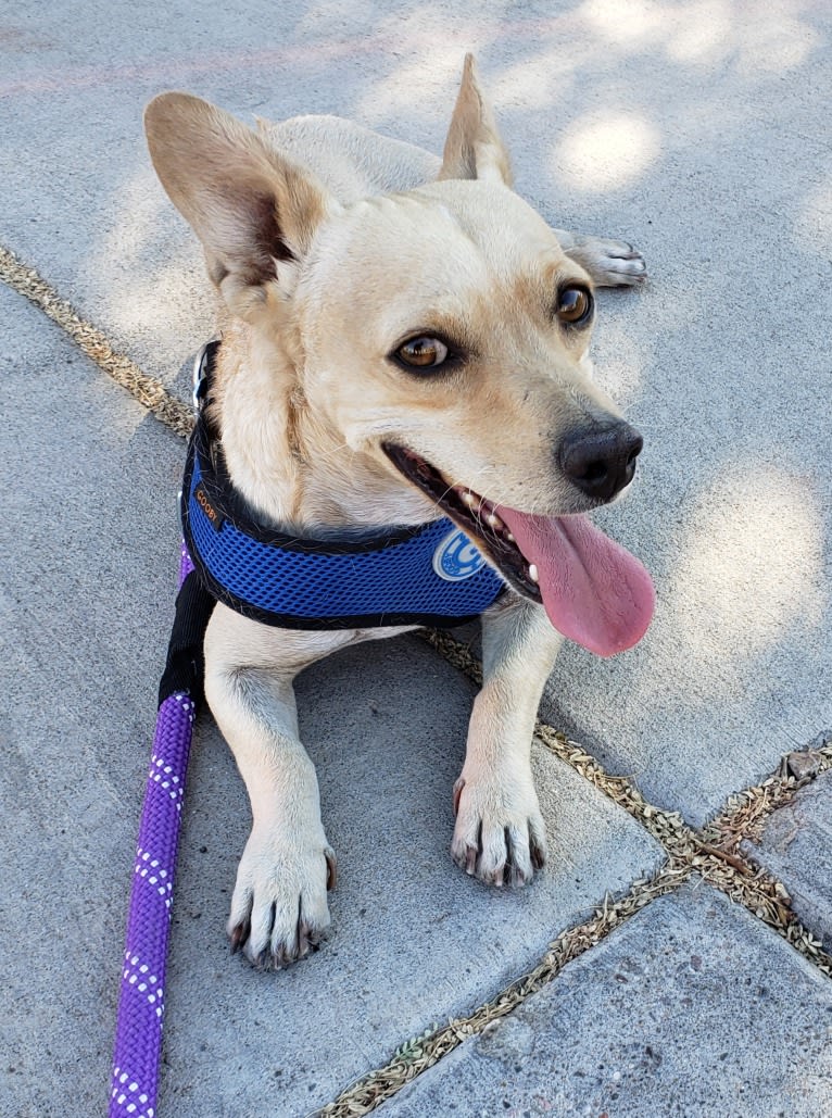 Swivel, a Chihuahua and Poodle (Small) mix tested with EmbarkVet.com