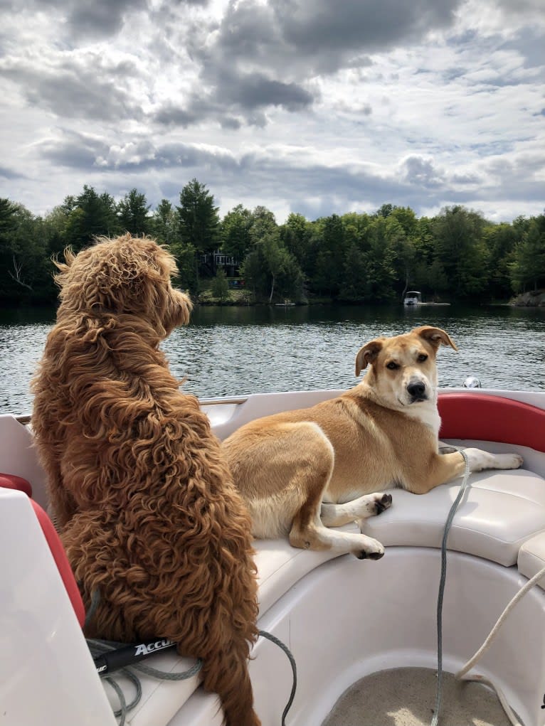 Bear, a Great Pyrenees and Australian Cattle Dog mix tested with EmbarkVet.com