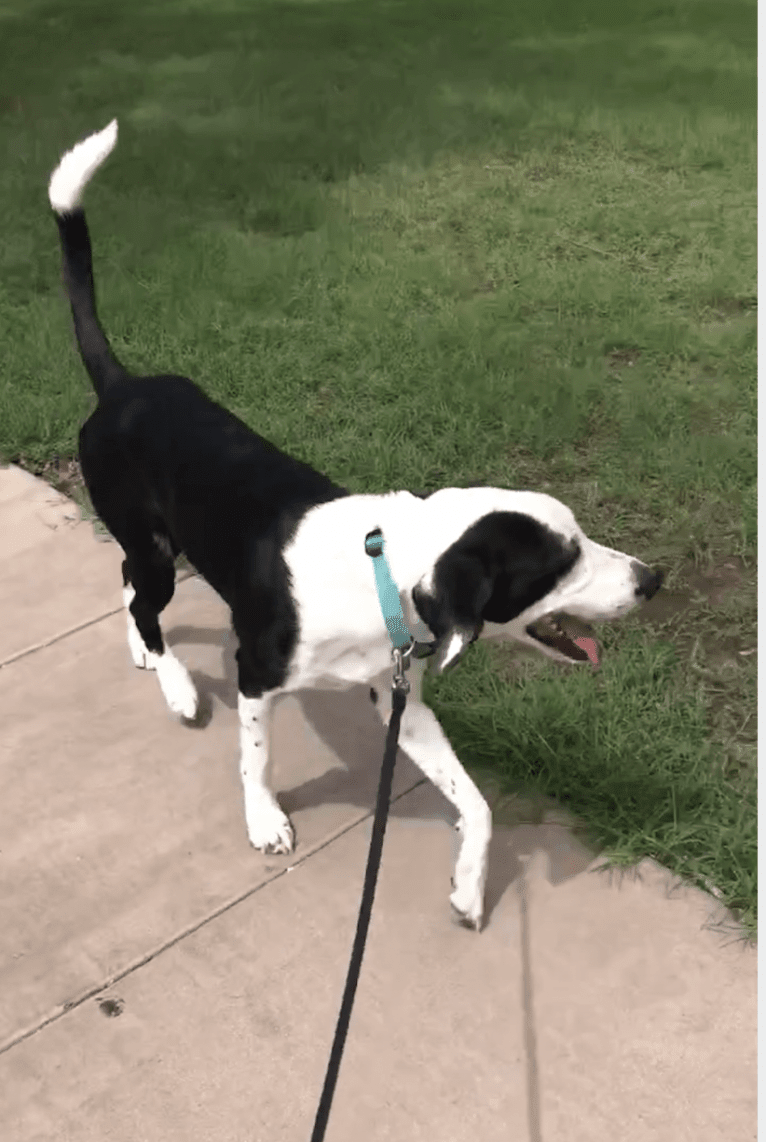 Bentley, a Treeing Walker Coonhound and American Pit Bull Terrier mix tested with EmbarkVet.com