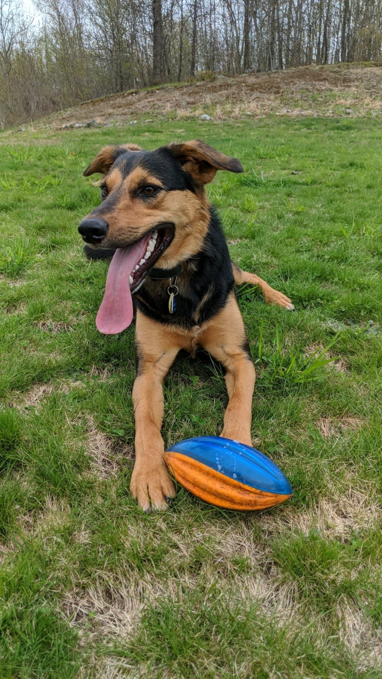 Lucian, a German Shepherd Dog and Border Collie mix tested with EmbarkVet.com