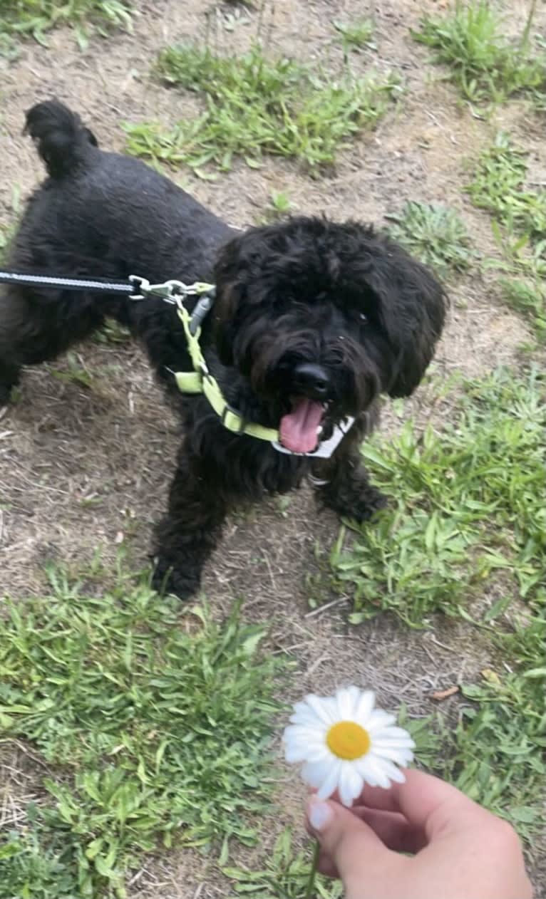 Maxwell (Supaypawawa), a Miniature Schnauzer and Silky Terrier mix tested with EmbarkVet.com