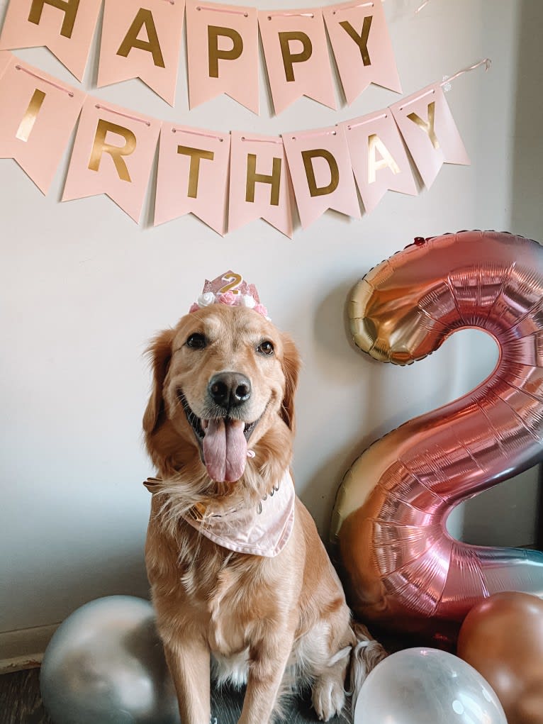 Marley, a Golden Retriever tested with EmbarkVet.com