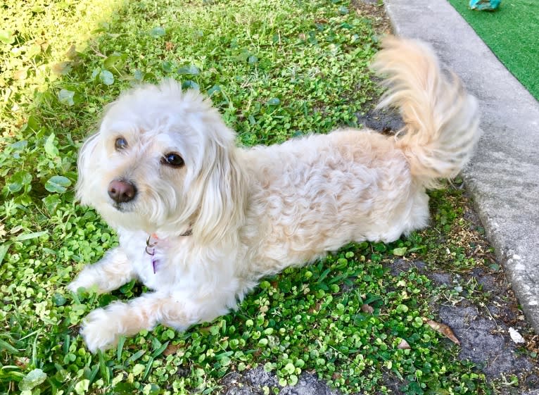 Penny, a Pomeranian and Poodle (Small) mix tested with EmbarkVet.com