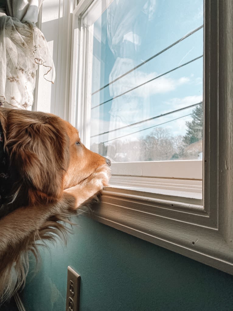 Marley, a Golden Retriever tested with EmbarkVet.com