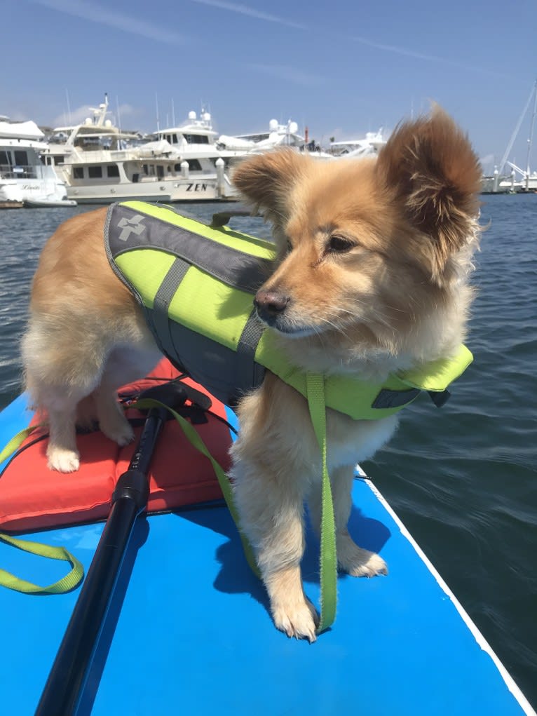 Obi, a Pomeranian and Chihuahua mix tested with EmbarkVet.com