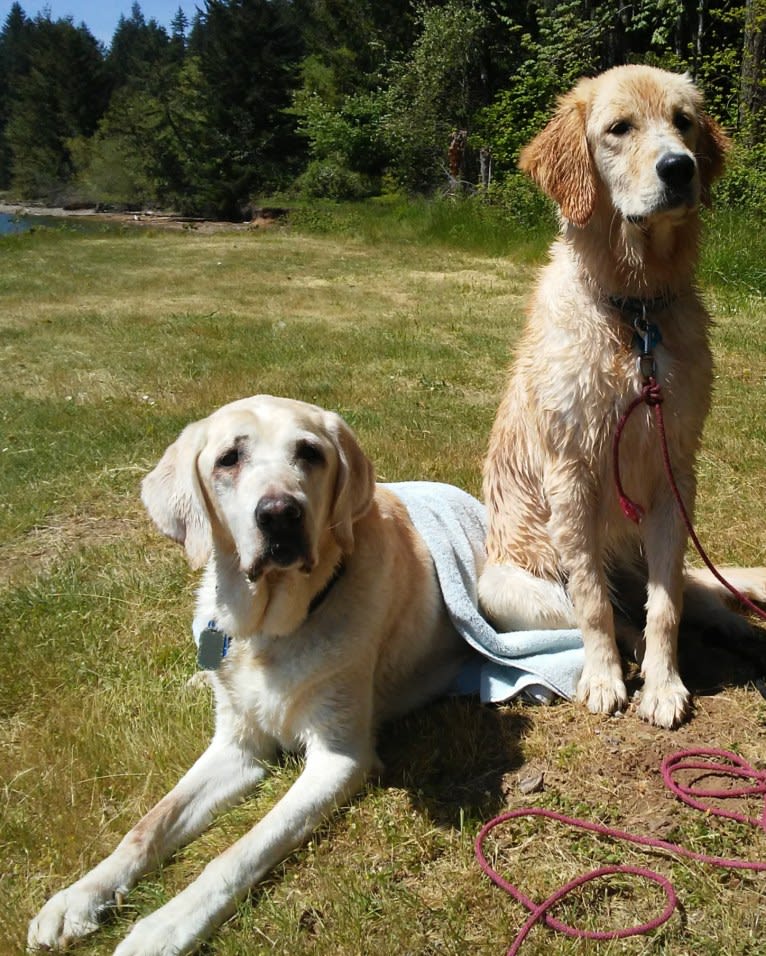 Tillie, a Newfoundland and Golden Retriever mix tested with EmbarkVet.com