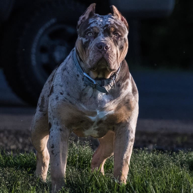Melo, an American Bully tested with EmbarkVet.com