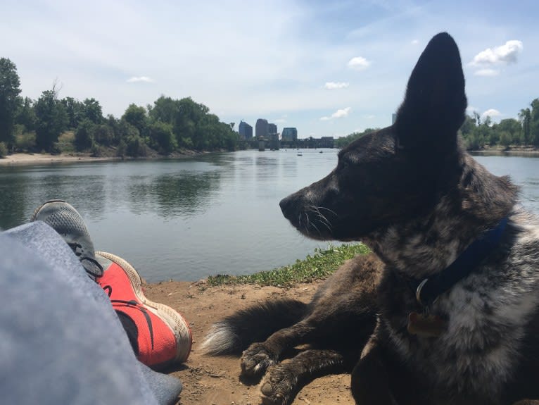 Lou, an Australian Cattle Dog and German Shepherd Dog mix tested with EmbarkVet.com