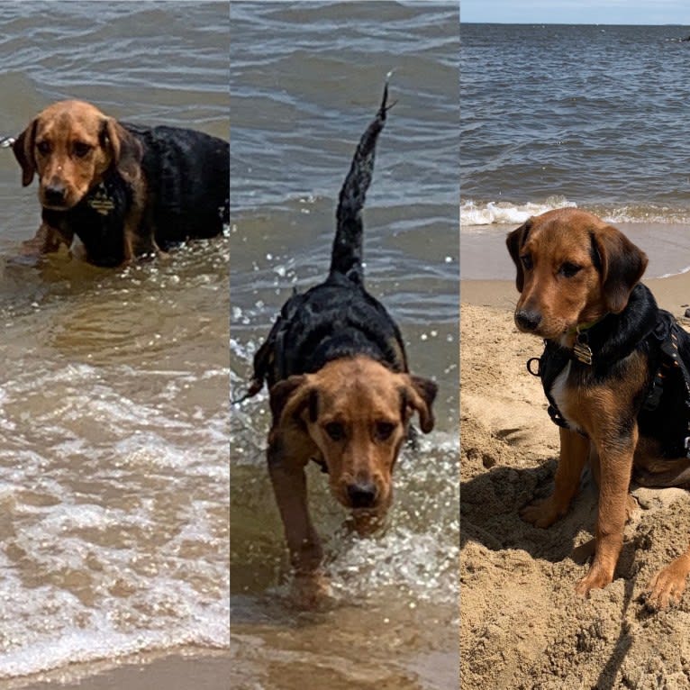 Sullivan, an American Foxhound and Labrador Retriever mix tested with EmbarkVet.com