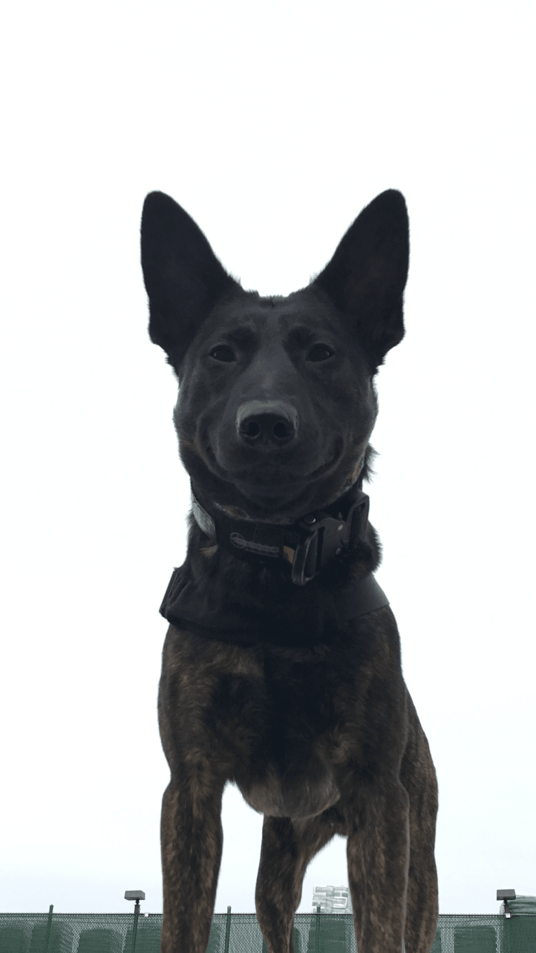 E'Bob, a Dutch Shepherd tested with EmbarkVet.com