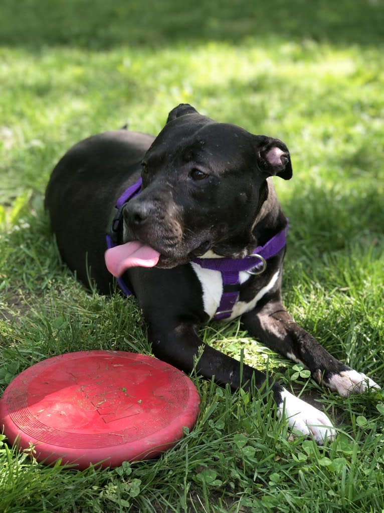 Monroe, an American Pit Bull Terrier and American Staffordshire Terrier mix tested with EmbarkVet.com