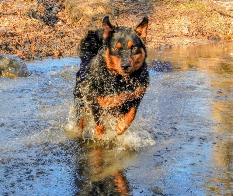 Astharoshe, an Australian Cattle Dog and Chow Chow mix tested with EmbarkVet.com