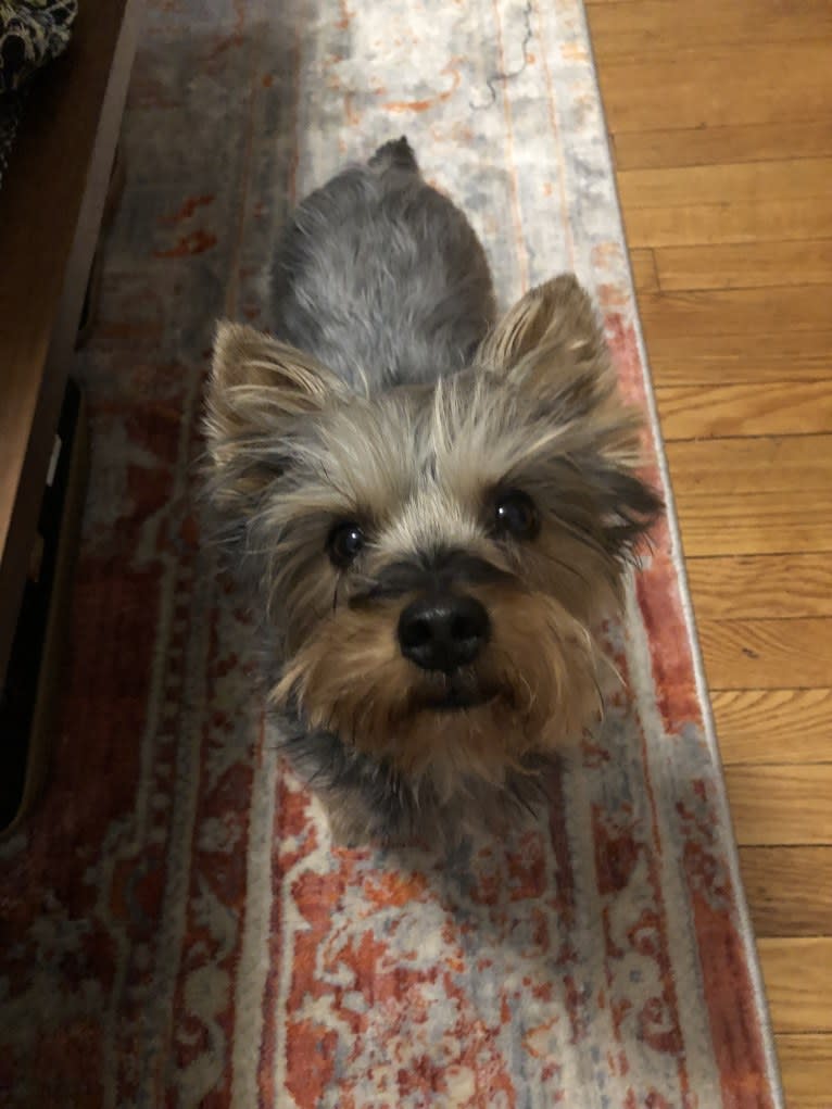 Moose, a Silky Terrier tested with EmbarkVet.com
