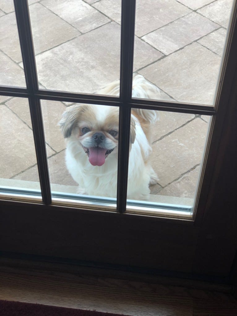 Baxter, a Pekingese and Japanese Chin mix tested with EmbarkVet.com