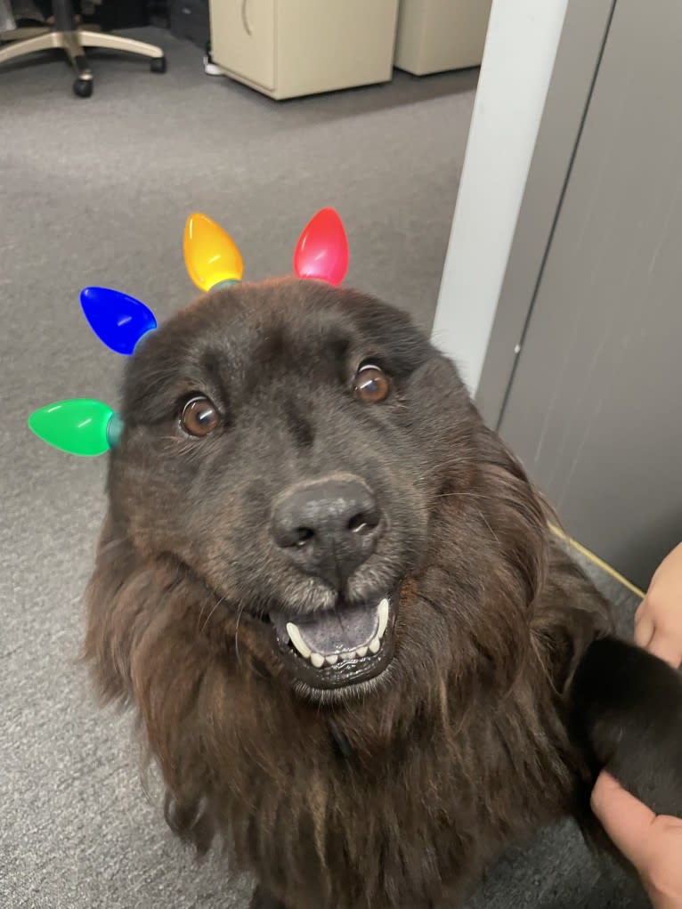 Sheva, a Chow Chow and Norwegian Elkhound mix tested with EmbarkVet.com