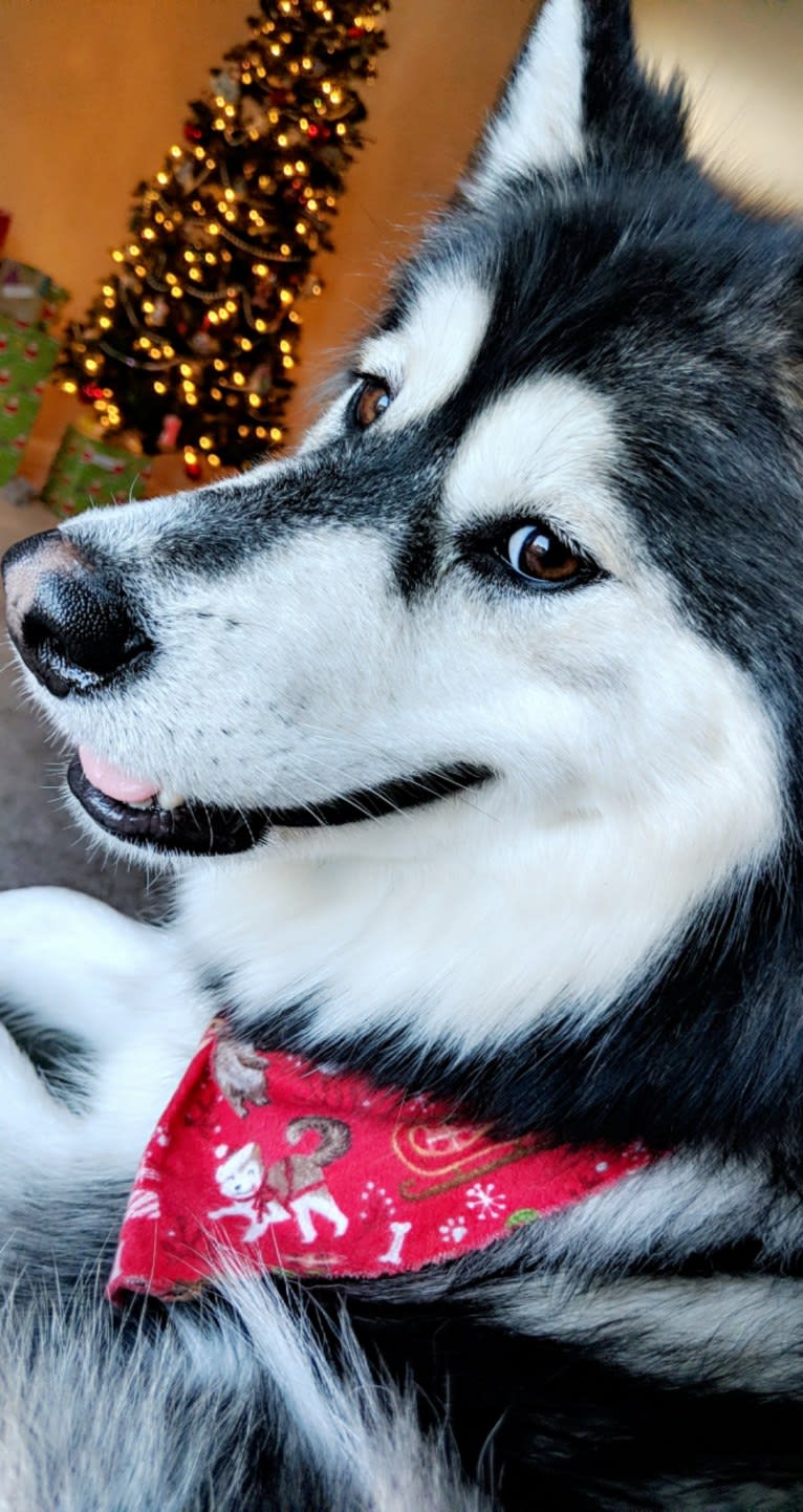 Luna, an Alaskan Malamute tested with EmbarkVet.com