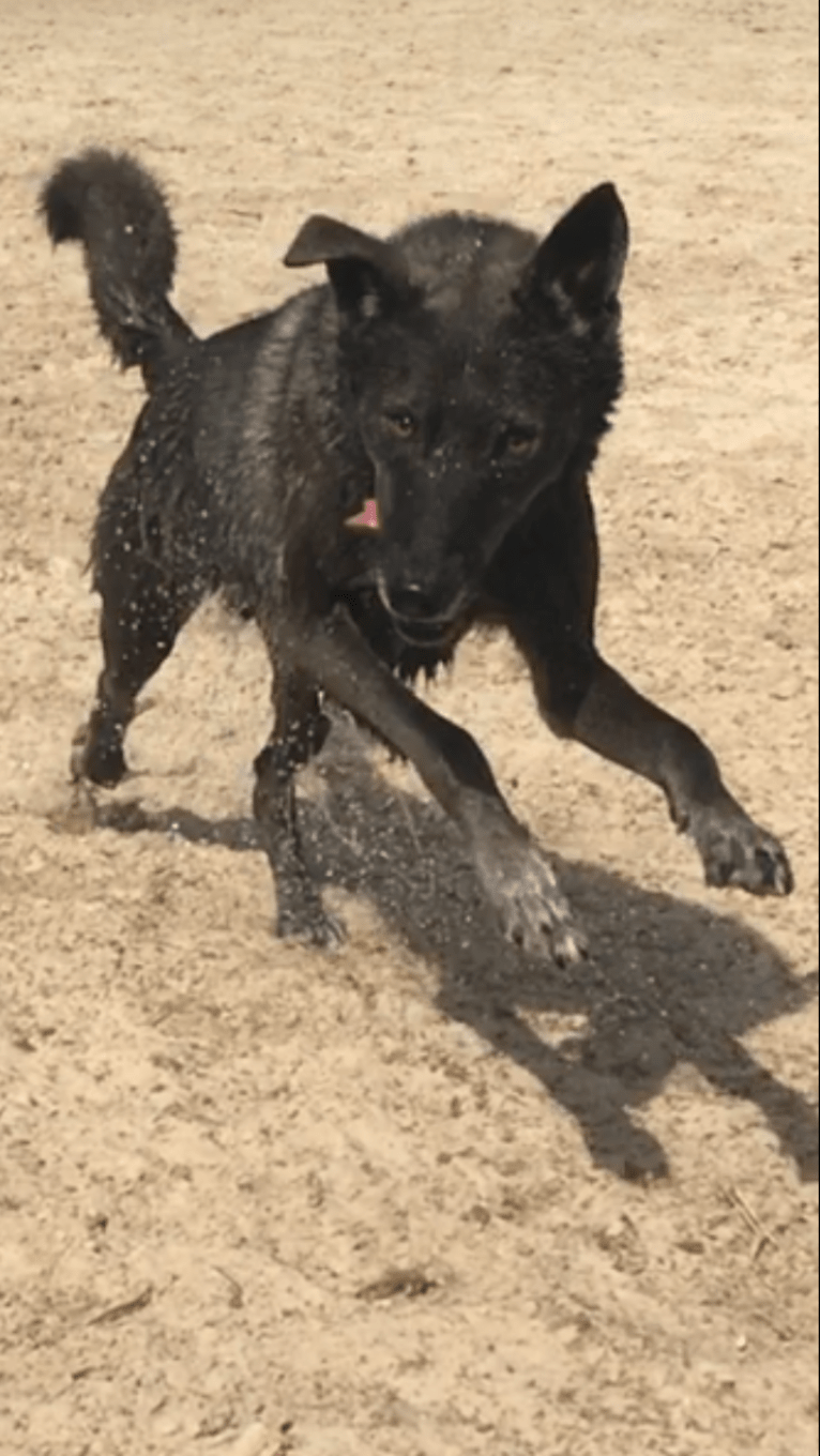 Timber, an Alaskan-type Husky and German Shepherd Dog mix tested with EmbarkVet.com