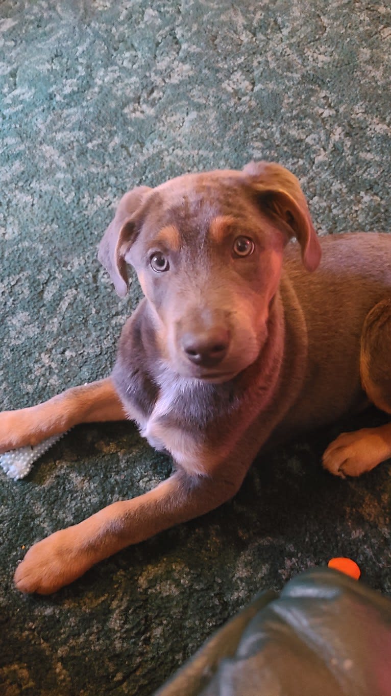 Ranger, an Australian Cattle Dog and Australian Shepherd mix tested with EmbarkVet.com