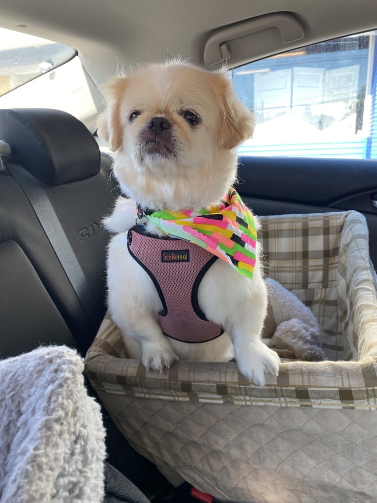 Marsha, a Pekingese tested with EmbarkVet.com