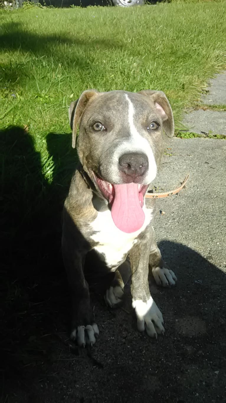 Blue Ivy, a Staffordshire Terrier tested with EmbarkVet.com