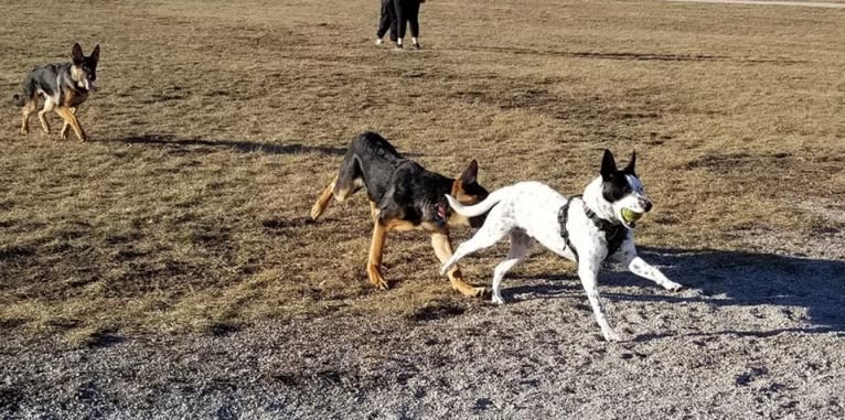 Sigmund, a Rat Terrier and Australian Cattle Dog mix tested with EmbarkVet.com