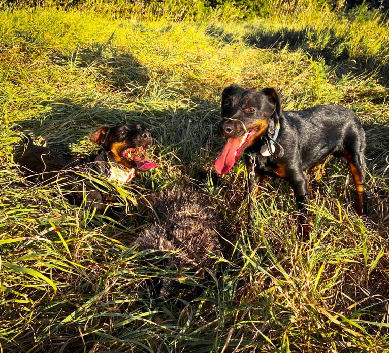 Jude, a Jagdterrier tested with EmbarkVet.com