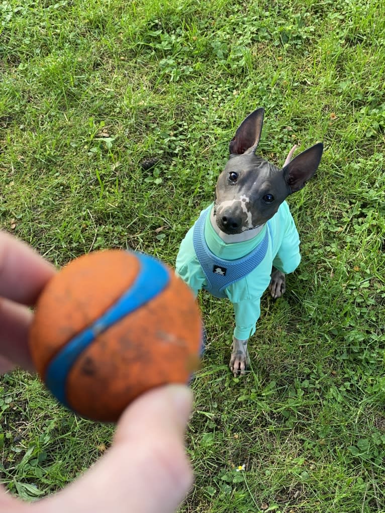 Link Chaplin Ferme, an American Hairless Terrier tested with EmbarkVet.com