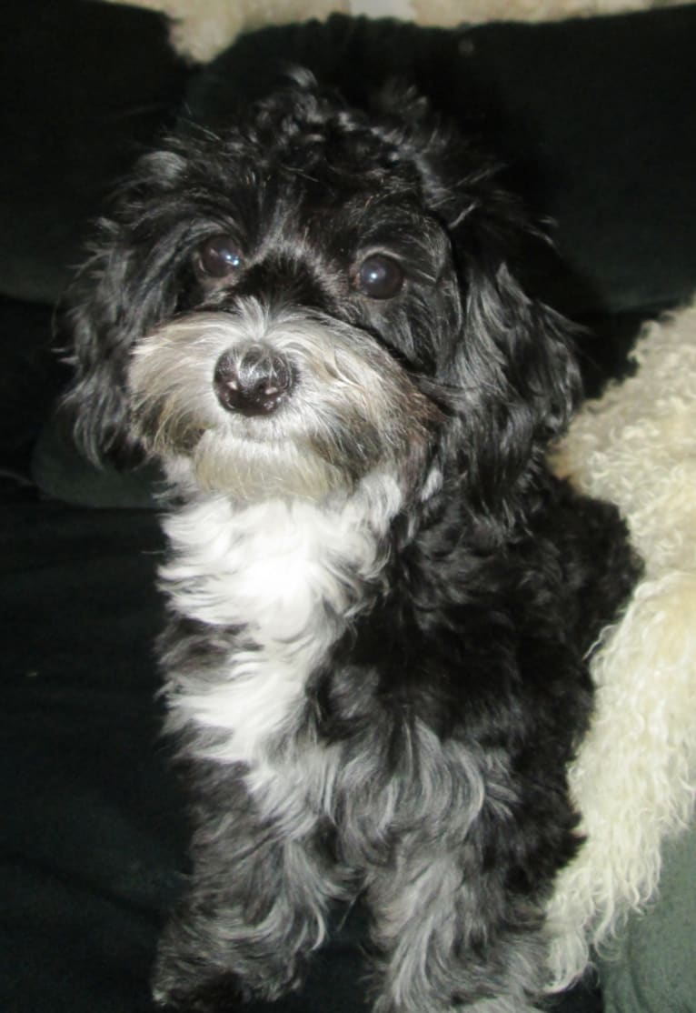 Tickle, a Poodle (Small) and Maltese mix tested with EmbarkVet.com