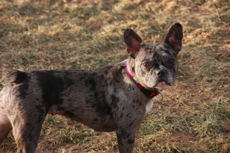 Pandora, a French Bulldog tested with EmbarkVet.com