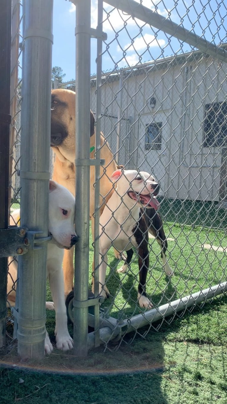 Tiptoe, an American Pit Bull Terrier and Great Pyrenees mix tested with EmbarkVet.com