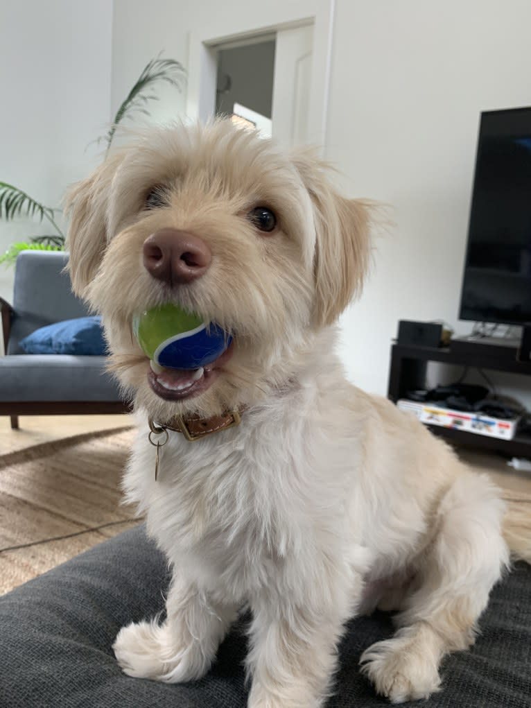 Murphy, a West Highland White Terrier and Shih Tzu mix tested with EmbarkVet.com