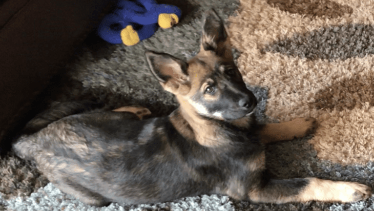 Echo, a German Shepherd Dog and Siberian Husky mix tested with EmbarkVet.com