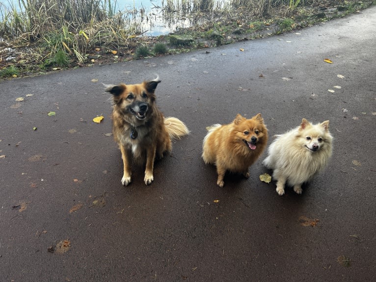 Willey E Coyote, a West Asian Village Dog tested with EmbarkVet.com